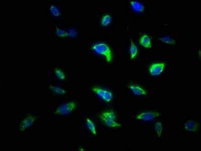 STX4 / Syntaxin 4 Antibody