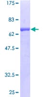 Human SAE1 Protein (Recombinant GST)
