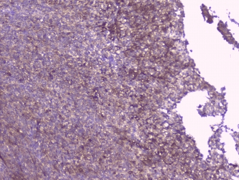 PEBP1 / RKIP Antibody