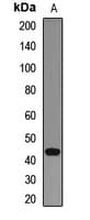NEIL1 Antibody