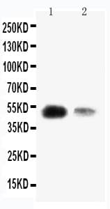 KLF8 Antibody (aa1-18)