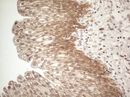 MARK4 Antibody (aa390-467, clone OTI9B7)