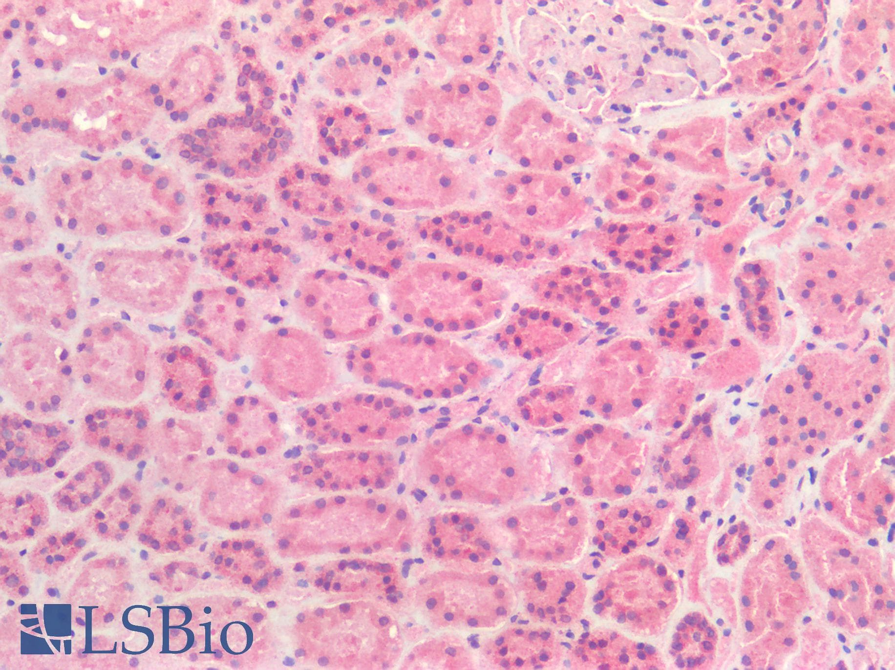 IHC-plus™ FOLH1 / PSMA Antibody