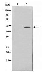 PRKAA1 + PRKAA2 Antibody
