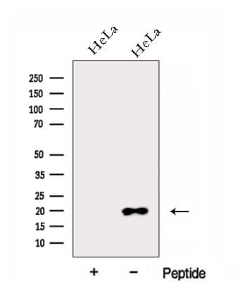 EIF1AX Antibody