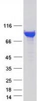Human DNM1 / Dynamin Protein (Recombinant Myc-DDK (Flag))