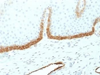 PDPN / Podoplanin Antibody (clone PDPN/1433)
