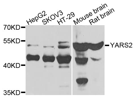 YARS2 Antibody