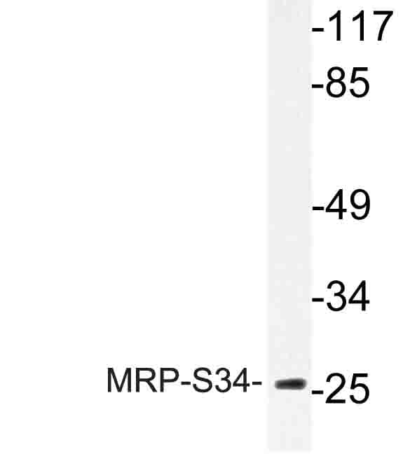 MRPS34 Antibody (Lys214)