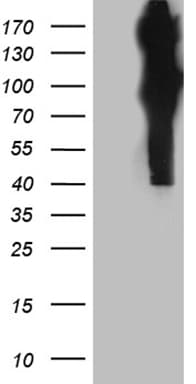 APBB1 / FE65 Antibody (clone OTI3H9, Carrier-free)