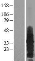 RAMP3 Protein (Over-Expression Lysate Myc-DDK (Flag))