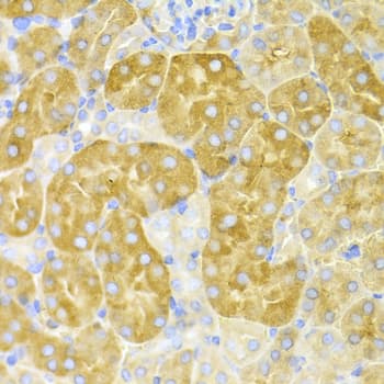 CBS Antibody