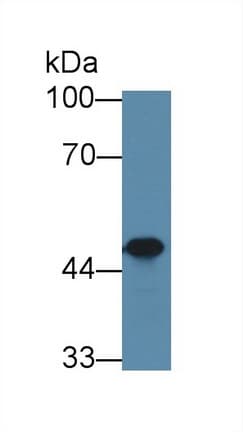 SKAP1 / SCAP1 Antibody