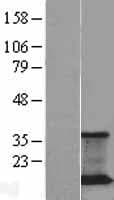 PRAF2 Protein (Over-Expression Lysate Myc-DDK (Flag))