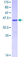 Human EPHA2 / EPH Receptor A2 Protein (Recombinant GST, N-terminus)