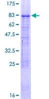 Human NR2C1 Protein (Recombinant GST)