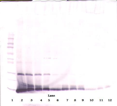 IHC-plus™ IL4 Antibody