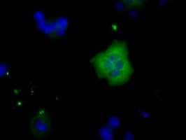 KIAA0153 / TTLL12 Antibody (clone OTI6E4, Carrier-free)
