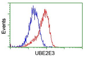 UBE2E3 Antibody (clone OTI4C8)