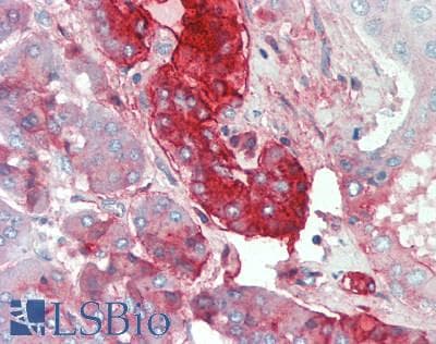 PPY / Pancreatic Polypeptide Antibody (aa30-87)