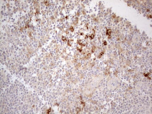 ANPEP / CD13 Antibody (aa668-967, clone OTI3F8, Carrier-free)