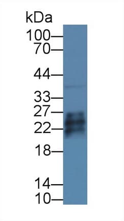 GFER Antibody (aa13-198)