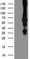 MGRN1 Antibody (clone OTI1A11)
