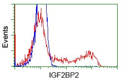 IGF2BP2 Antibody (clone OTI1F9, Carrier-free)