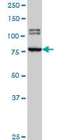 BRD3 Antibody (clone 6E7)