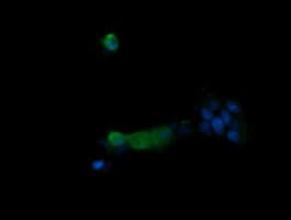 PIK3R5 Antibody (clone OTI2E4, Carrier-free)
