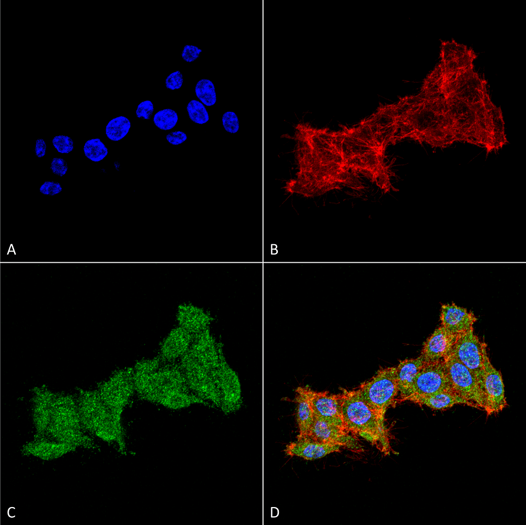 RAB1B Antibody (Atto 594)