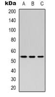 SCG3 / Secretogranin 3 Antibody (N-Terminus)