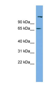 C12orf4 Antibody (aa71-120)