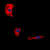FBLN4 / EFEMP2 Antibody (Internal)