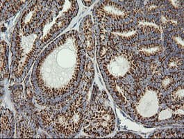 PTGES2 Antibody (clone OTI2C3)