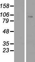 CLOCK Protein (Over-Expression Lysate Myc-DDK (Flag))