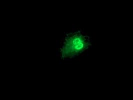 PRMT2 Antibody (clone OTI5F9)