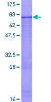 Human ZNF223 Protein (Recombinant GST)
