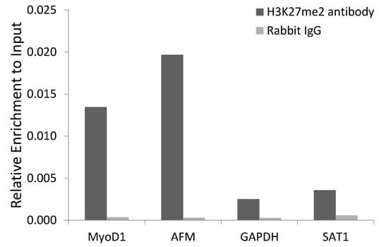 Histone H3 Antibody (Dimethyl-Lys27)