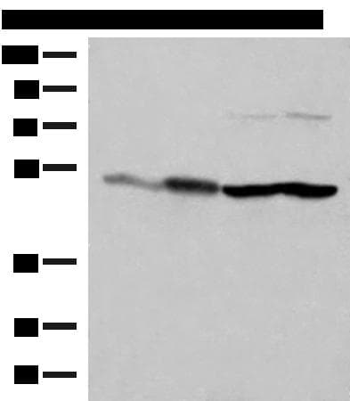 FLOT2 / Flotillin 2 Antibody