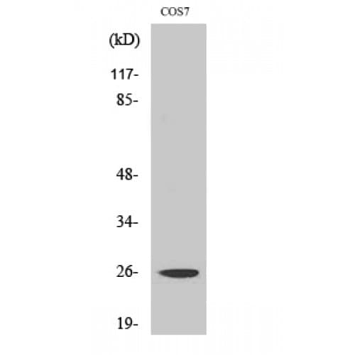 EIF4E Antibody (140-220 aa)