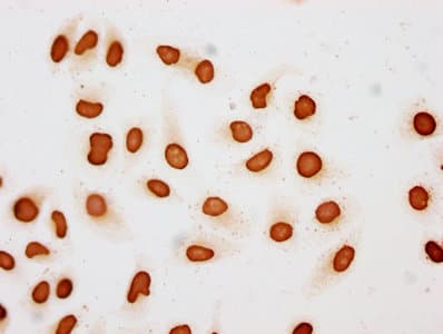 HIST1H3A Antibody