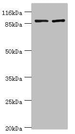 GCC1 / GCC88 Antibody