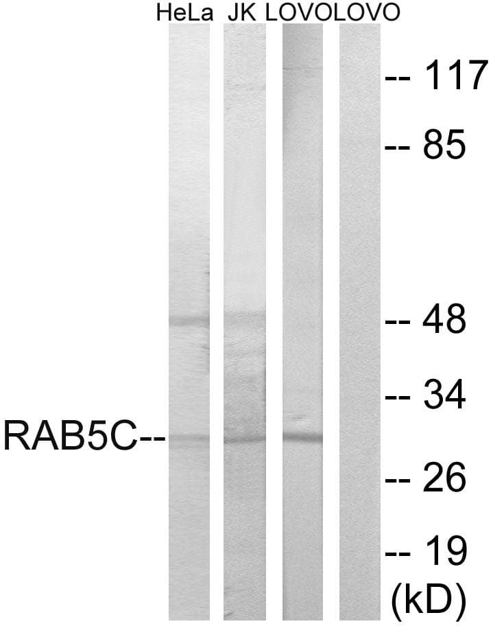RAB5C Antibody