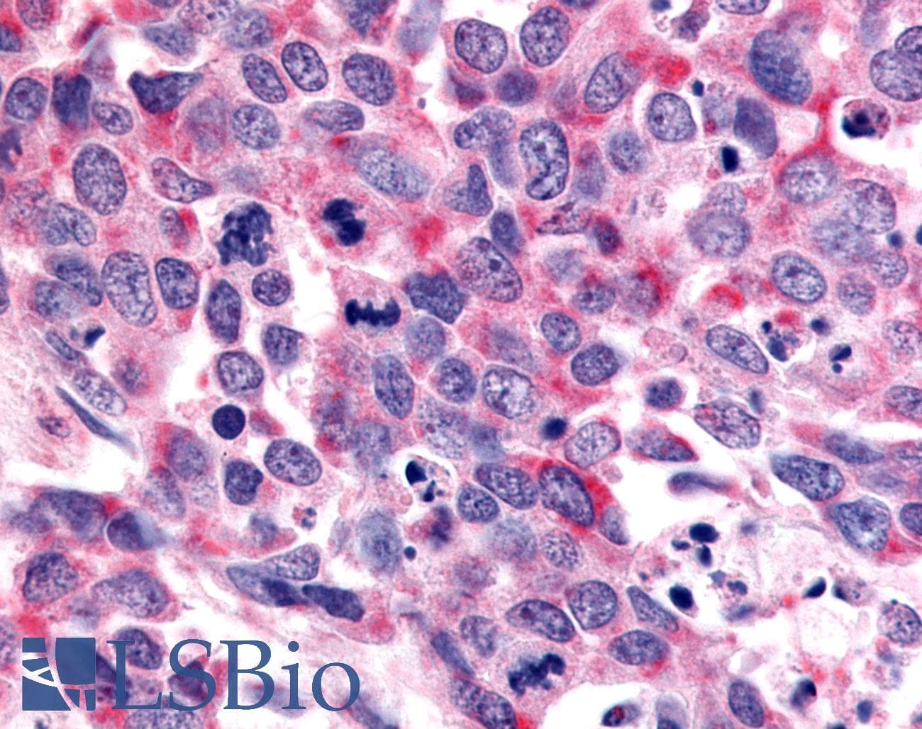 PathPlus™ OR6K3 Antibody (N-Terminus)