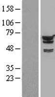 Human IGF2BP2 Protein (Over-Expression Lysate Myc-DDK (Flag))