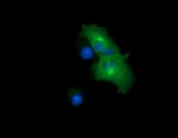 CHGA / Chromogranin A Antibody (clone OTI2E12)