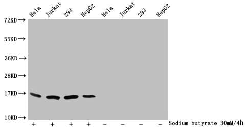 HIST1H3A Antibody
