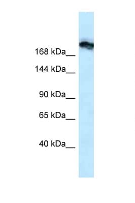 TJP1 / ZO-1 Antibody (N-Terminus)