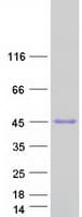 Human DSN1 Protein (Recombinant Myc-DDK (Flag))